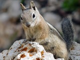 Ground Squirrel Goldmantelziesel Sciuridae Ardilla