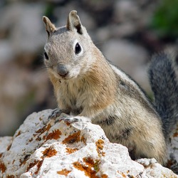 Ground Squirrel Goldmantelziesel Sciuridae Ardilla