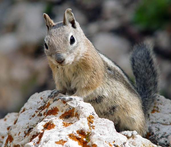 Ground Squirrel Goldmantelziesel Sciuridae Ardilla