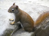 Small Land Mammals