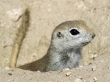 Ground Squirrel Ground Squirrel Sciuridae Ardilla