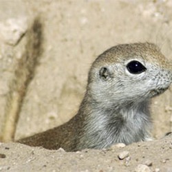 Ground Squirrel Ground Squirrel Sciuridae Ardilla