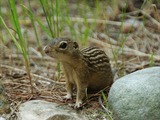 Ground Squirrel Ground squirrel Sciuridae Ardilla (2)