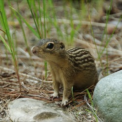 Ground Squirrel Ground squirrel Sciuridae Ardilla (2)