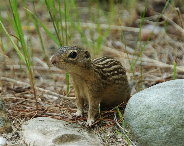 Ground Squirrel Ground squirrel Sciuridae Ardilla (2)