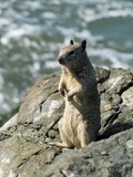 Ground Squirrel Ground squirrel berkeley Sciuridae Ardilla