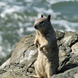 Ground Squirrel Ground squirrel berkeley Sciuridae Ardilla