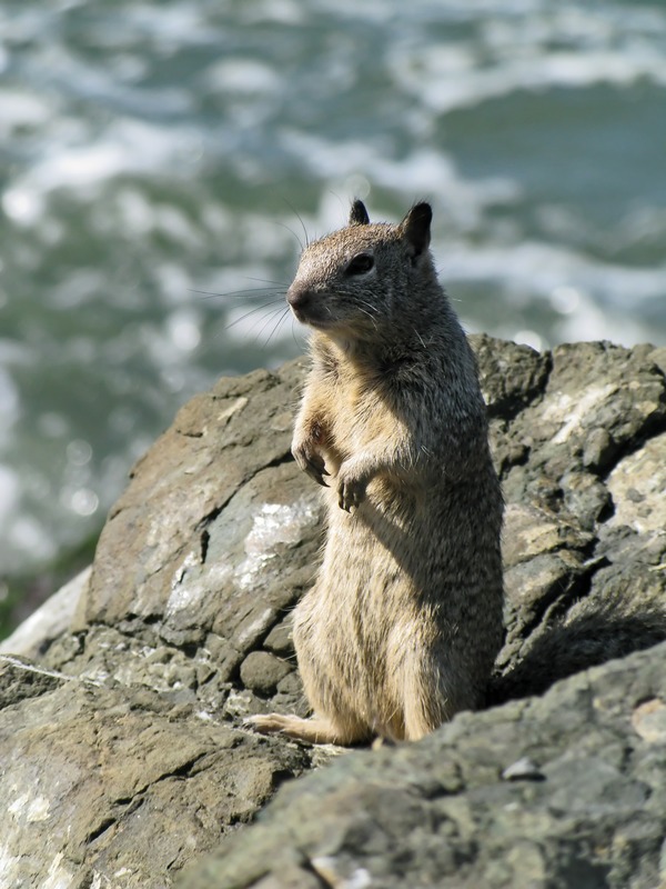 Ground Squirrel Ground squirrel berkeley Sciuridae Ardilla