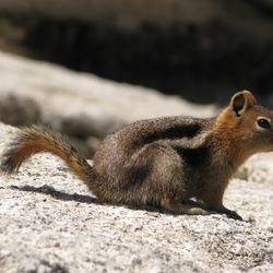 Ground Squirrel Ground squirrel side Sciuridae Ardilla