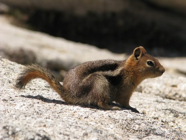 Ground Squirrel Ground squirrel side Sciuridae Ardilla