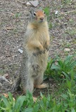 Small Land Mammals