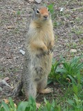 Ground Squirrel Ground-squirrel  Sciuridae Ardilla