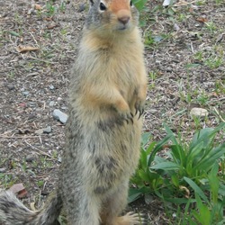 Ground Squirrel Ground-squirrel  Sciuridae Ardilla