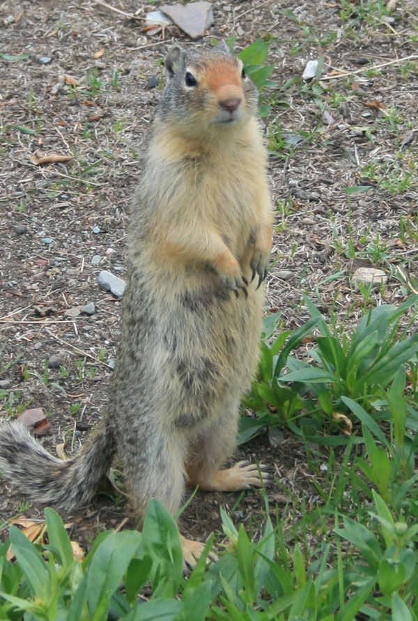 Ground Squirrel Ground-squirrel  Sciuridae Ardilla