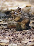 Ground Squirrel Least Chipmunk  Sciuridae Ardilla