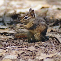 Ground Squirrel Least Chipmunk  Sciuridae Ardilla