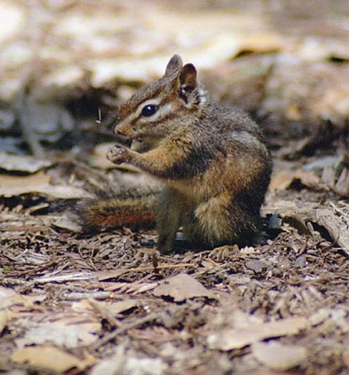 Ground Squirrel Least Chipmunk  Sciuridae Ardilla