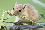 Ground Squirrel Photo Gallery