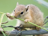 Ground Squirrel Nibble Sciuridae Ardilla