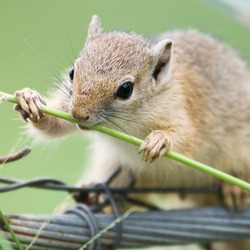 Ground Squirrel Nibble Sciuridae Ardilla