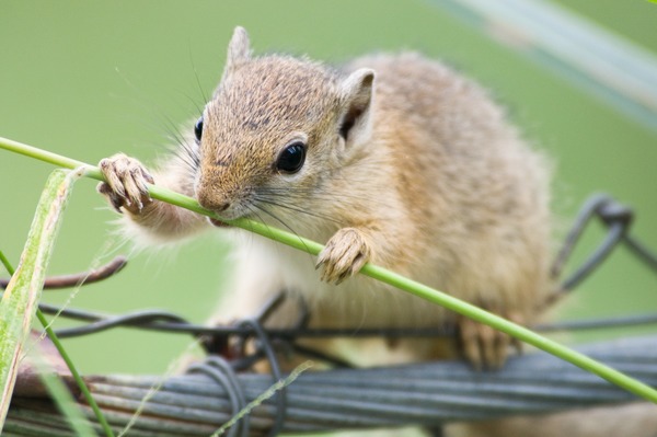 Ground Squirrel Nibble Sciuridae Ardilla