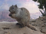 Ground Squirrel Otospermophilus Variegatus Grand Canyon Sciuridae Ardilla