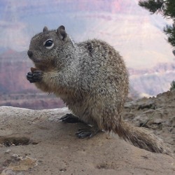 Ground Squirrel Otospermophilus Variegatus Grand Canyon Sciuridae Ardilla