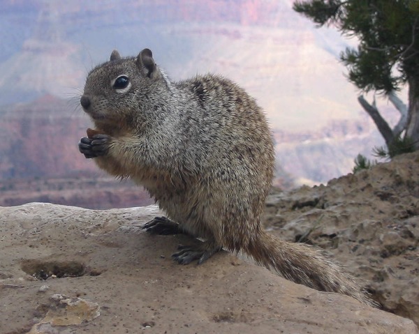 Ground Squirrel Otospermophilus Variegatus Grand Canyon Sciuridae Ardilla