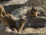 Ground Squirrel Pair California Ground_Squirrels Sciuridae Ardilla