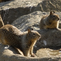 Ground Squirrel Pair California Ground_Squirrels Sciuridae Ardilla