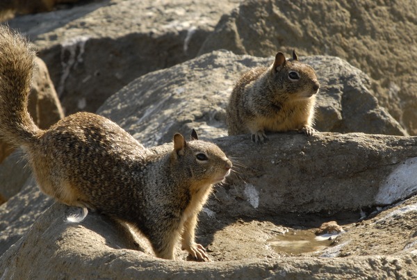 Ground Squirrel Pair California Ground_Squirrels Sciuridae Ardilla