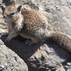 Ground Squirrel Sea squirrel Sciuridae Ardilla