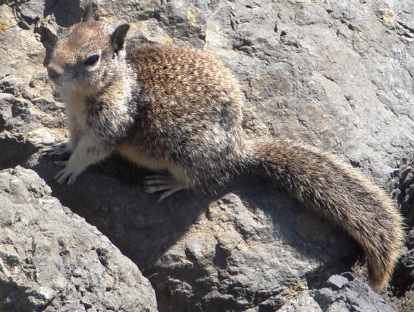 Ground Squirrel Sea squirrel Sciuridae Ardilla