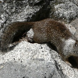 Ground Squirrel Spermophilus  Sciuridae Ardilla