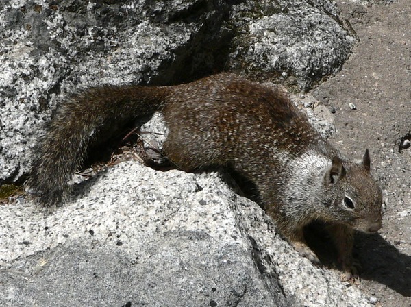 Ground Squirrel Spermophilus  Sciuridae Ardilla