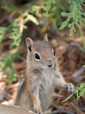 Ground Squirrel Spermophilus lateralis  Bryce Canyon Sciuridae Ardilla