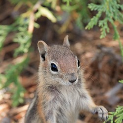 Ground Squirrel Spermophilus lateralis  Bryce Canyon Sciuridae Ardilla