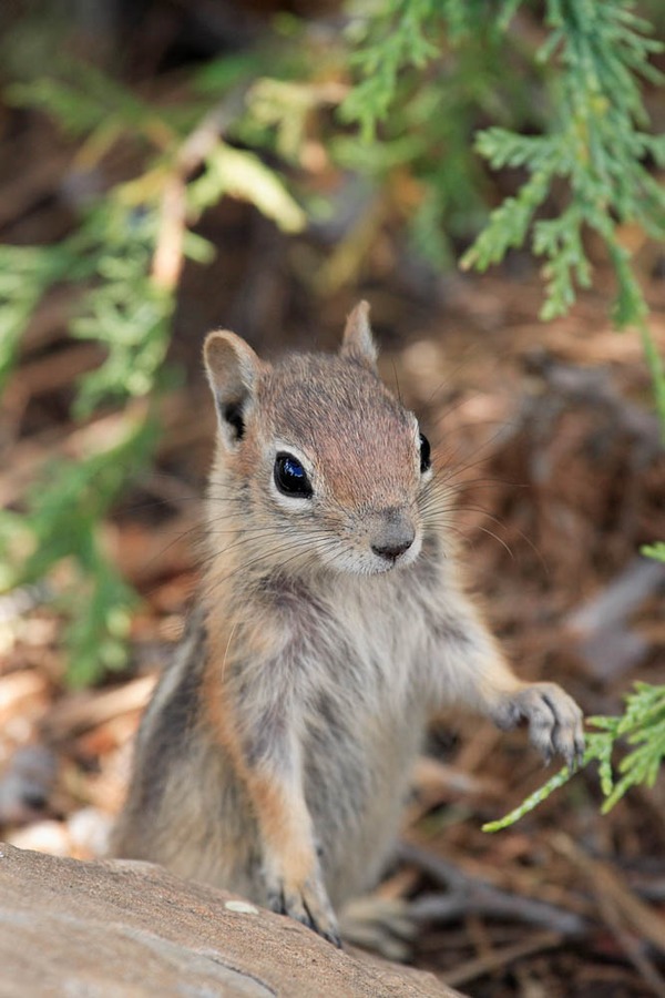 Ground Squirrel Spermophilus lateralis  Bryce Canyon Sciuridae Ardilla