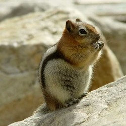 Ground Squirrel Spermophilus lateralis  Sciuridae Ardilla