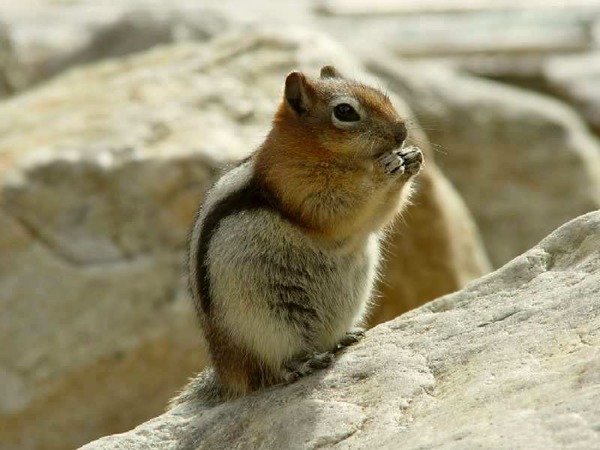 Ground Squirrel Spermophilus lateralis  Sciuridae Ardilla