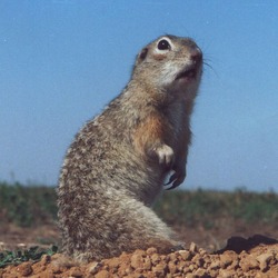 Ground Squirrel Spermophilus suslicus small Sciuridae Ardilla