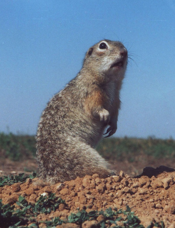 Ground Squirrel Spermophilus suslicus small Sciuridae Ardilla