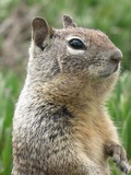 Ground Squirrel Squirrel  San Simeon Sciuridae Ardilla