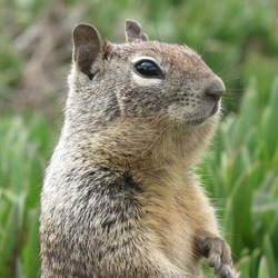 Ground Squirrel Squirrel  San Simeon Sciuridae Ardilla