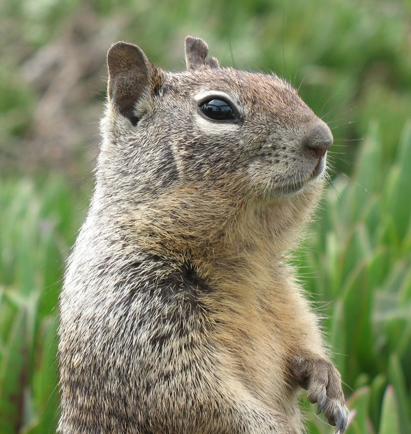 Ground Squirrel Squirrel  San Simeon Sciuridae Ardilla