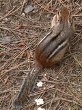 Ground Squirrel Streifenhoernchen Sciuridae Ardilla (2)