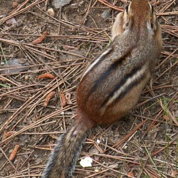 Ground Squirrel Streifenhoernchen Sciuridae Ardilla (2)