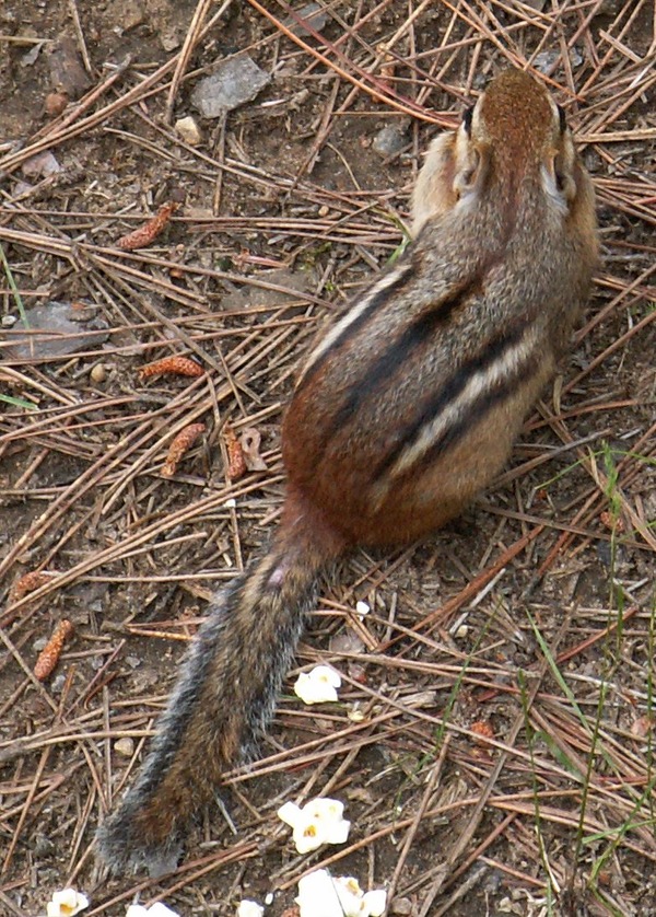 Ground Squirrel Streifenhoernchen Sciuridae Ardilla (2)