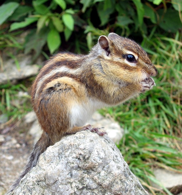 Ground Squirrel Streifenhoernchen Sciuridae Ardilla