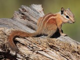 Ground Squirrel Tamias Ardilla